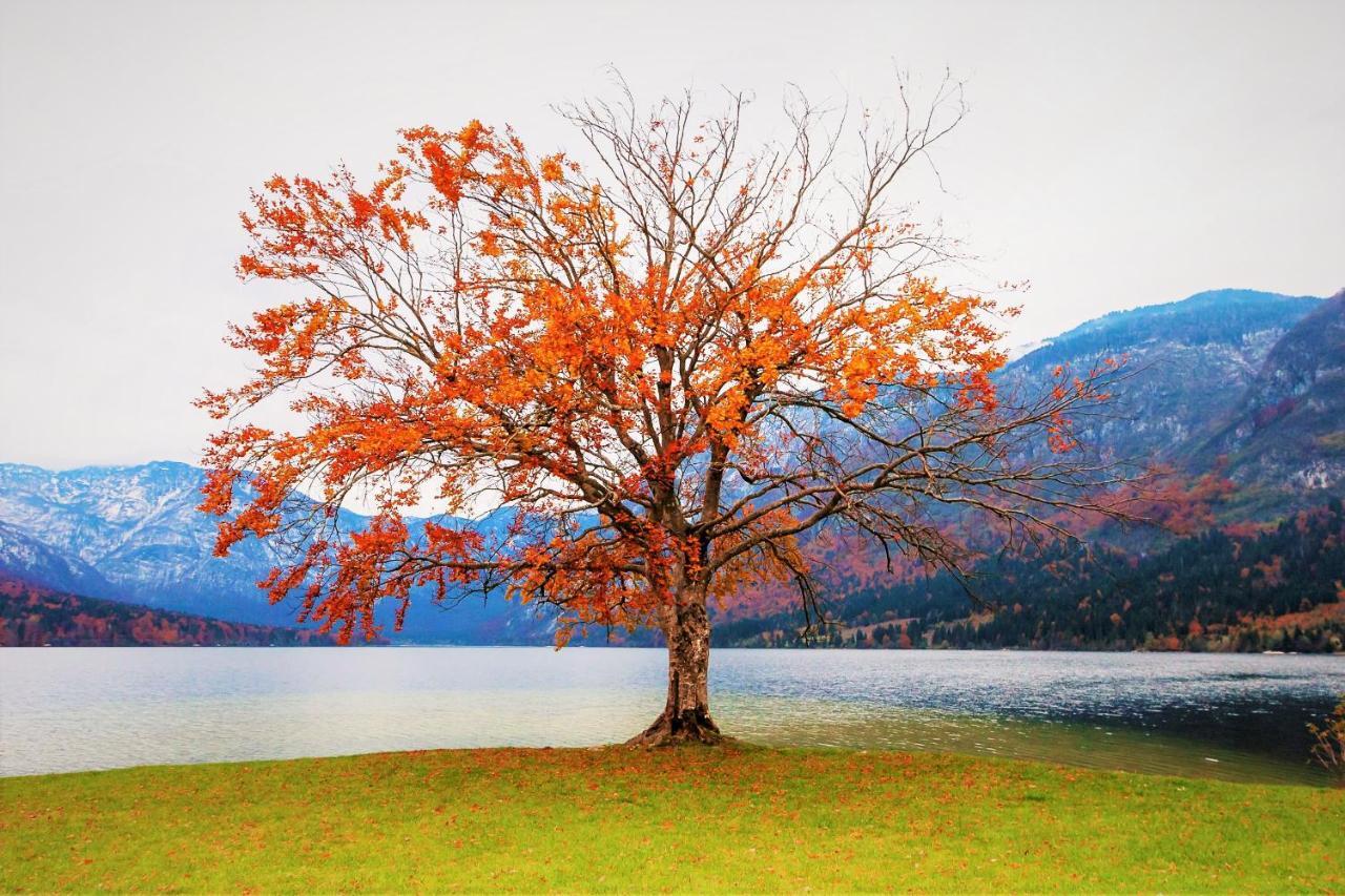 Trisa Apartments Bohinj Buitenkant foto